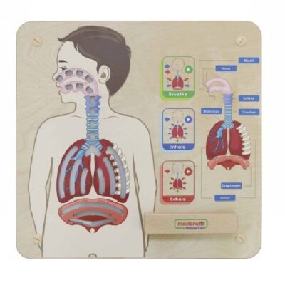 Wall Elements - Respiratory System