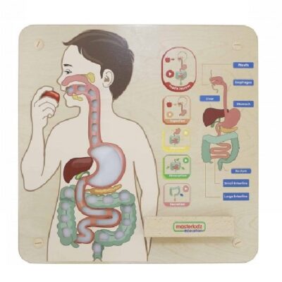 [:VN]Wall Elements - Digestive System[:]